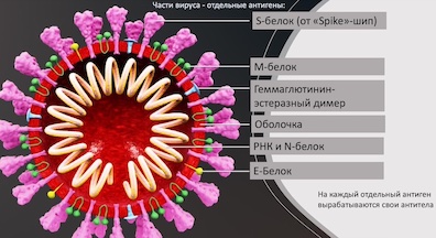 Защитите себя от COVID-19